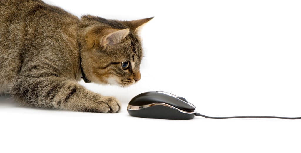 The small kitten plays with the computer mouse.
